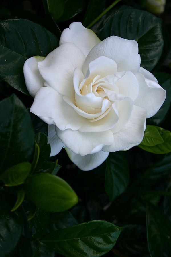 Secret Garden's Enchanted Blossom Array